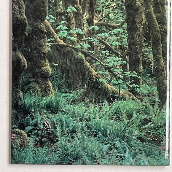 Fridge Magnet Forest 2.5 X 3 Inches Trees Woods Scenery Quinault Kirkendall - Picture 3 of 5